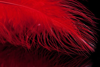A Jensen Marabou Feathers
