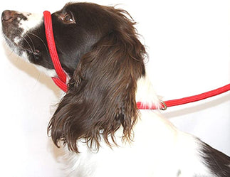 Figure of 8 Halter Slip Lead